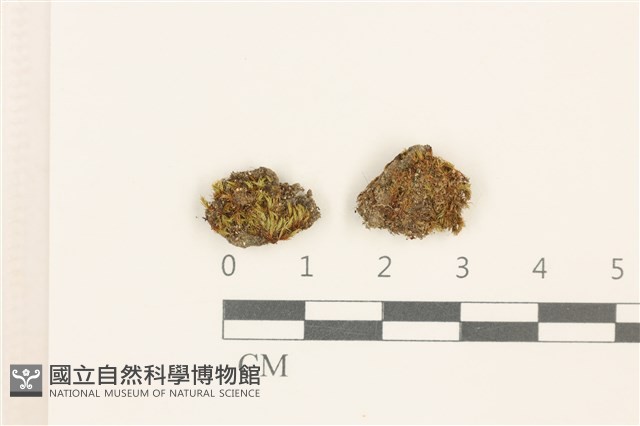 極地真蘚藏品圖，第1張