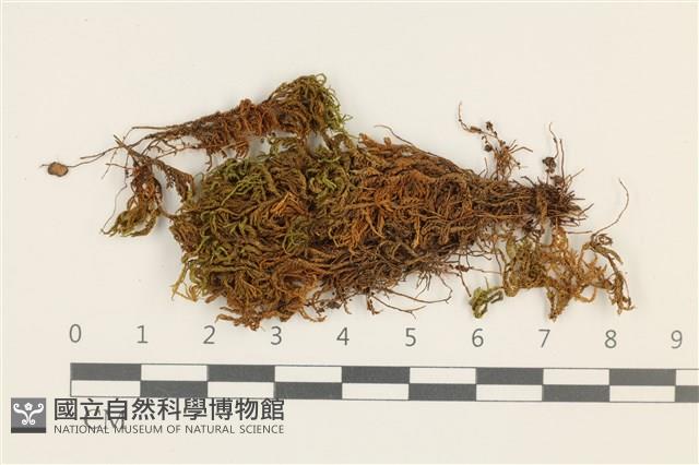 登錄號:B00003452藏品圖，第1張