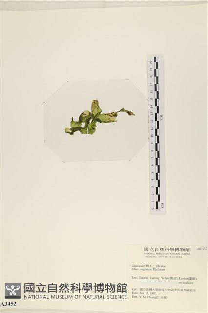 茶花石蓴, 牡丹菜藏品圖，第3張