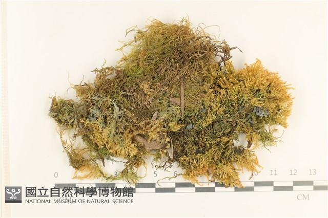 細葉櫛葉蘚, 毛葉梳蘚藏品圖，第1張