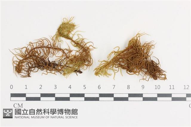 登錄號:B00009352藏品圖，第1張