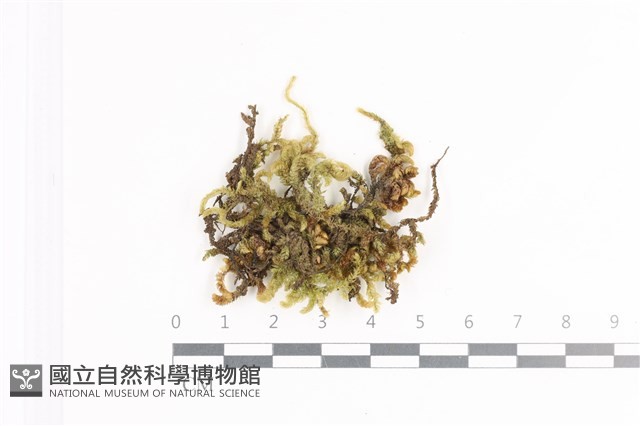 毛扭蘚藏品圖，第1張