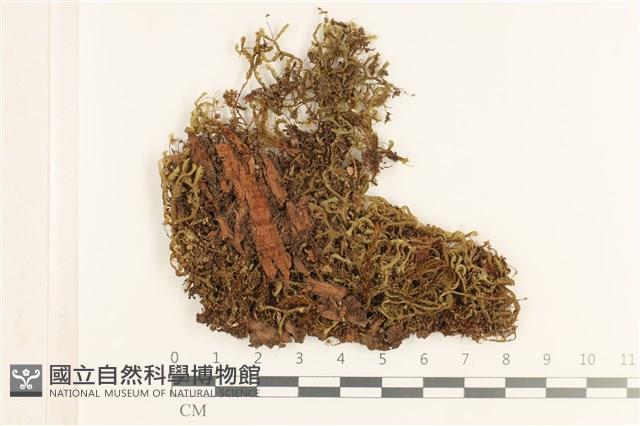 登錄號:B00019752藏品圖，第1張