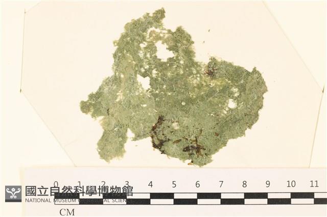 布氏藻藏品圖，第1張