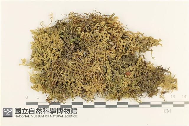 毛擬叉苔藏品圖，第1張
