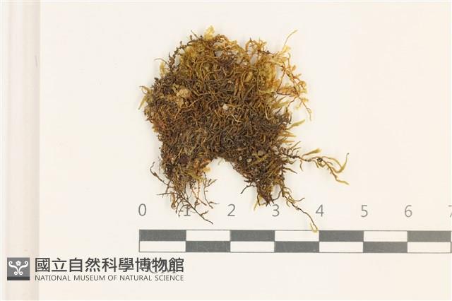 毛擬叉苔藏品圖，第1張