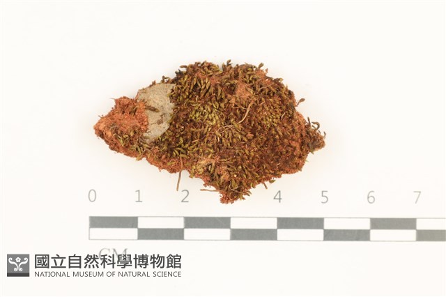 登錄號:B00012622藏品圖，第1張