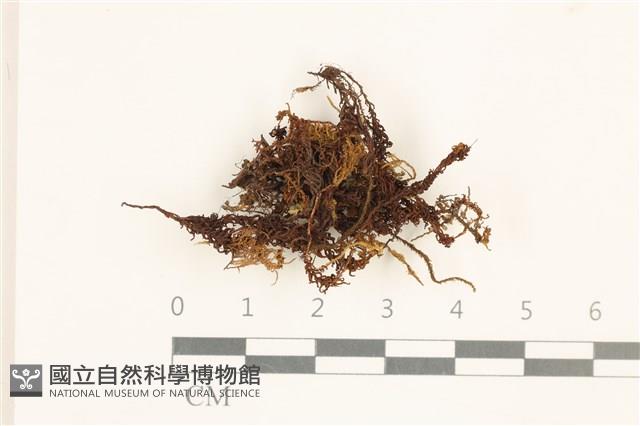 尖葉仙鶴蘚藏品圖，第1張