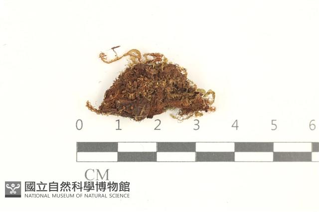 登錄號:B00019622藏品圖，第1張