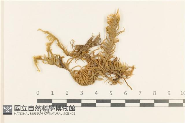 登錄號:B00009622藏品圖，第1張