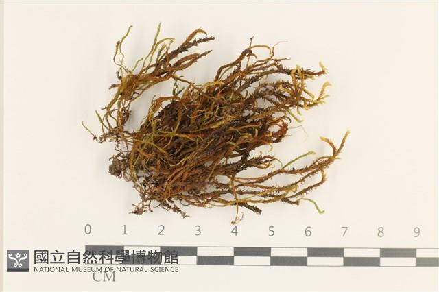 登錄號:B00017622藏品圖，第1張