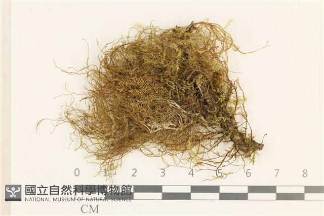 登錄號:B00011622藏品圖，第1張