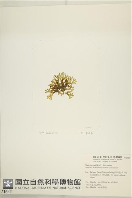 網目藻藏品圖，第3張