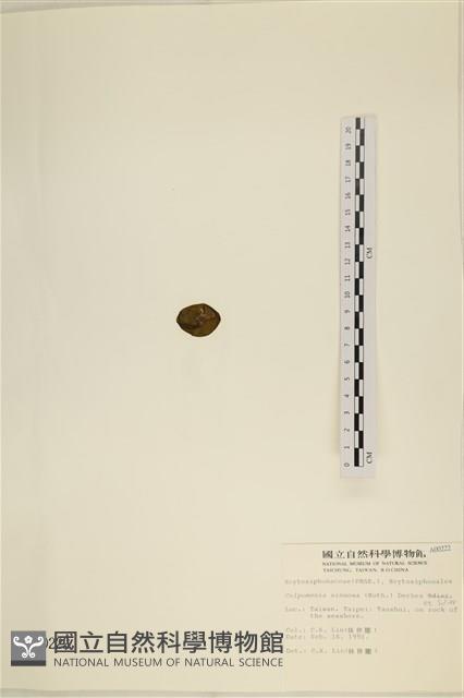 袋苔, 囊藻藏品圖，第3張