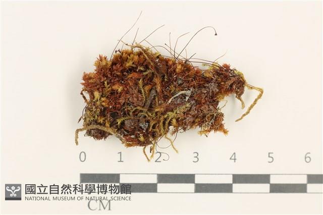 登錄號:B00008022藏品圖，第1張