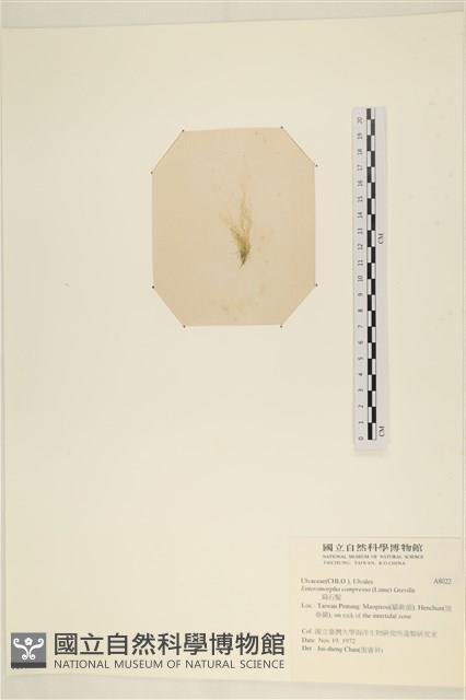 扁石髮藏品圖，第3張