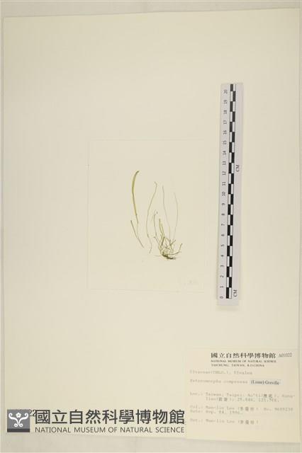 扁石髮藏品圖，第3張