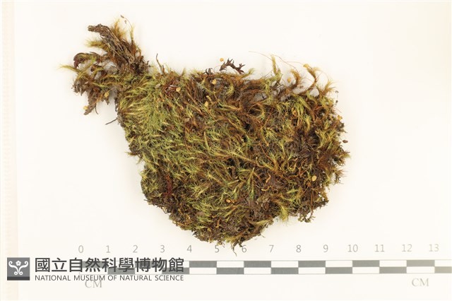 直葉珠蘚藏品圖，第1張