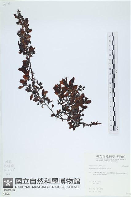 登錄號:A00008122藏品圖，第1張