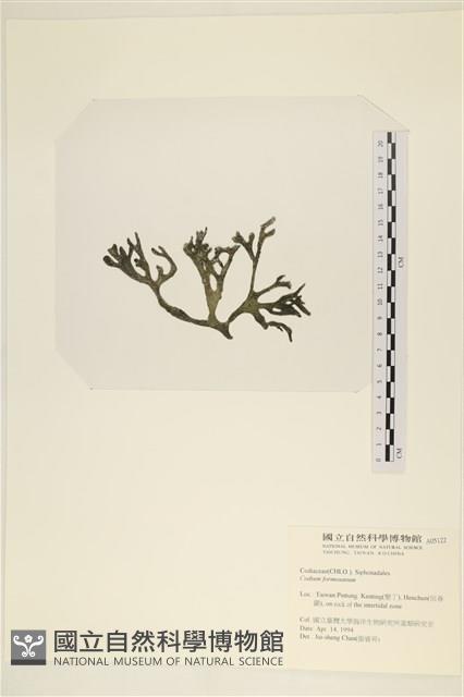 臺灣水松, 臺灣松藻藏品圖，第3張