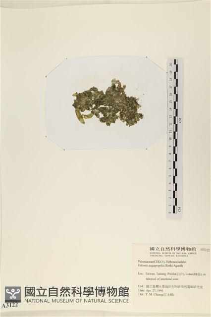 法囊藻藏品圖，第3張