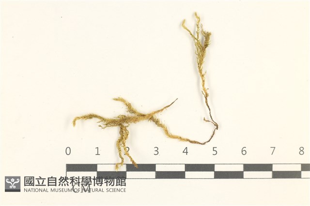 卵葉青蘚藏品圖，第1張