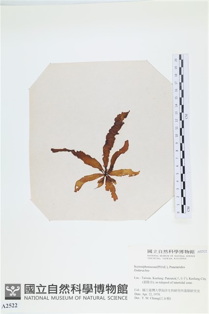 登錄號:A00002522藏品圖，第1張