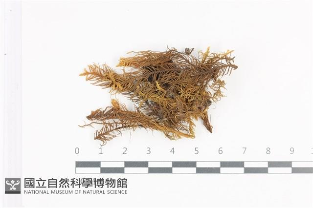 登錄號:B00009522藏品圖，第1張