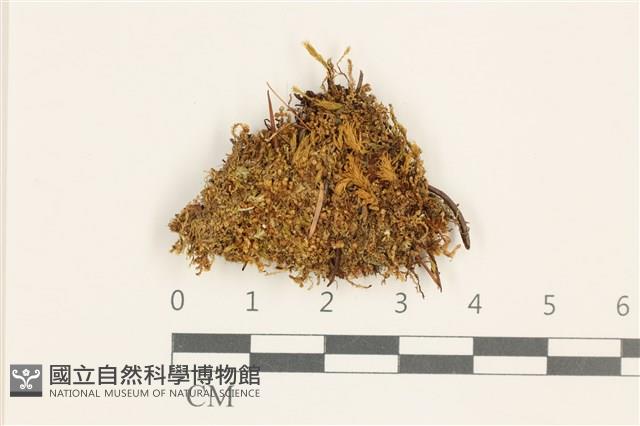 三瓣細裂瓣苔藏品圖，第1張