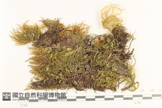 登錄號:B00005522藏品圖，第1張
