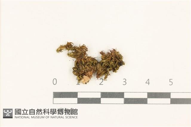 登錄號:B00003522藏品圖，第1張