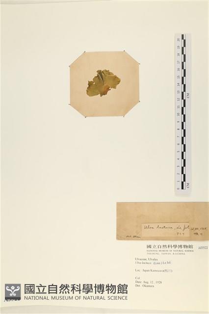 大石蓴, 石蓴藏品圖，第3張