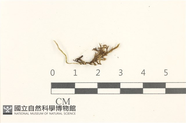 登錄號:B00012422藏品圖，第1張