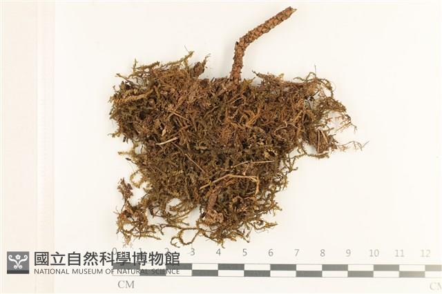 登錄號:B00019422藏品圖，第1張