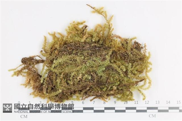 大灰氣蘚藏品圖，第1張