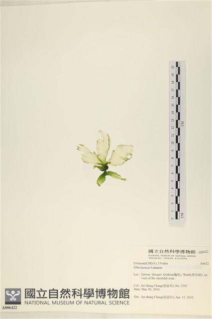 大石蓴, 石蓴藏品圖，第3張