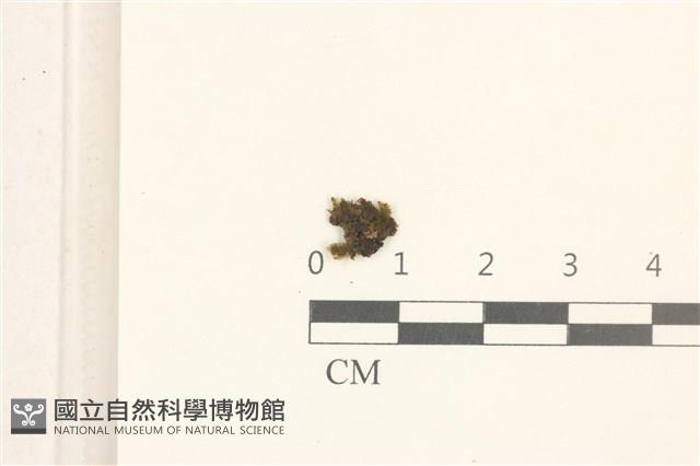 長瓣唇鱗苔藏品圖，第1張