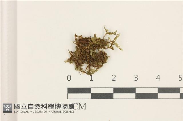 登錄號:B00000422藏品圖，第1張
