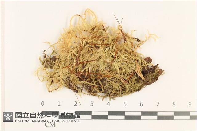 細枝青蘚藏品圖，第1張