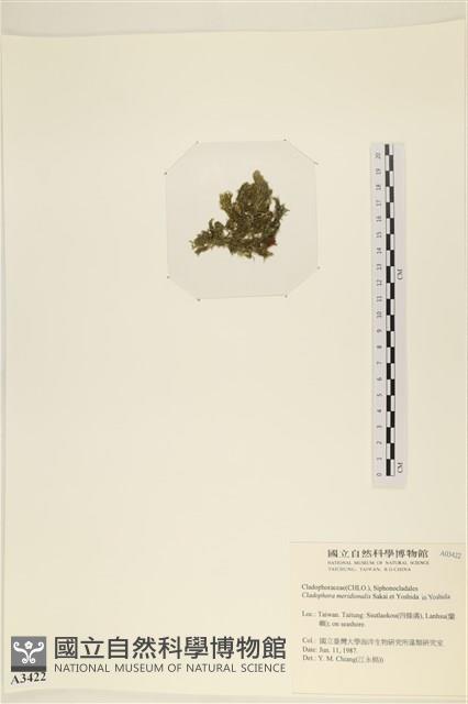 伸展剛毛藻藏品圖，第3張