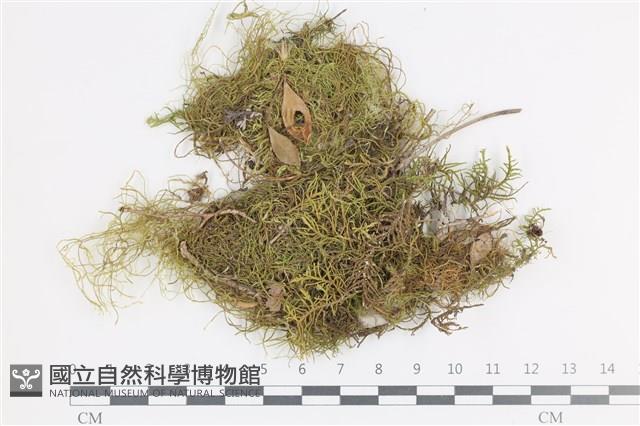 山羽蘚藏品圖，第1張