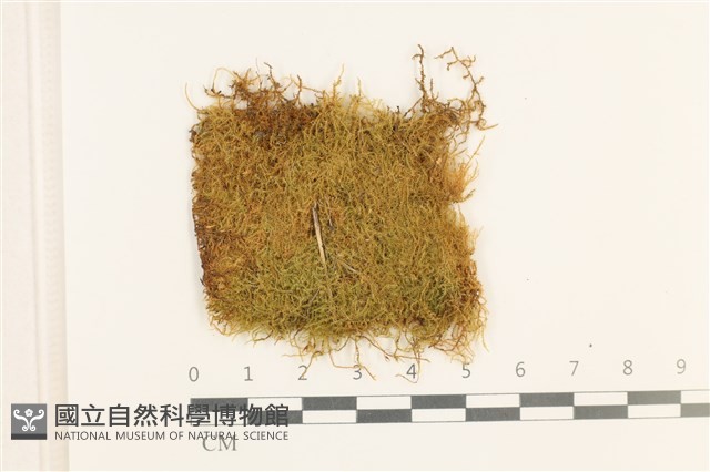 黃葉細濕蘚藏品圖，第1張