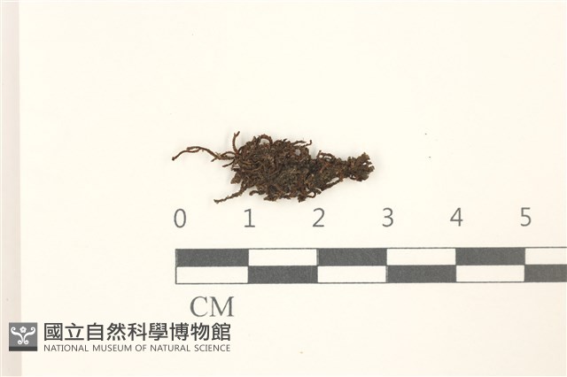 鰓葉苔藏品圖，第1張