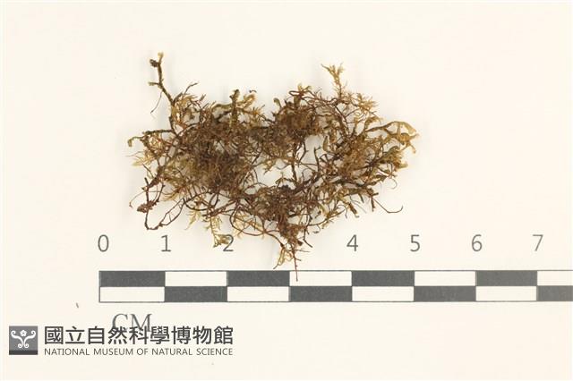 館號:B00019672藏品圖，第1張
