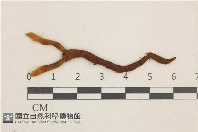 登錄號:B00016672藏品圖，第1張