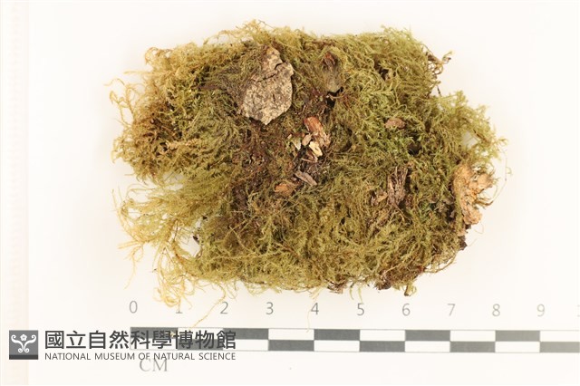 羽枝青蘚藏品圖，第1張