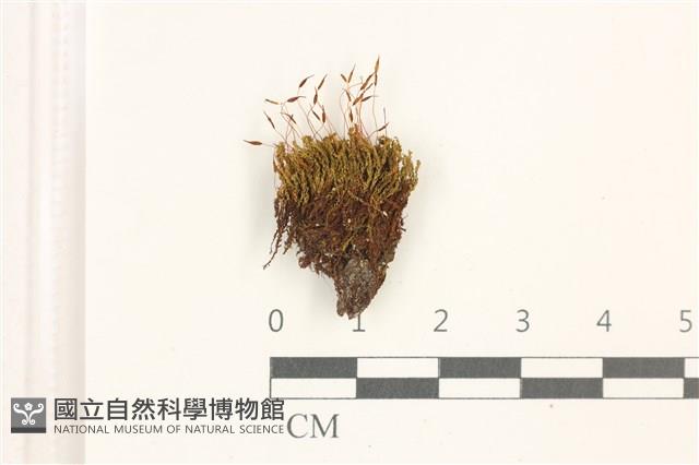印度扭口蘚藏品圖，第1張