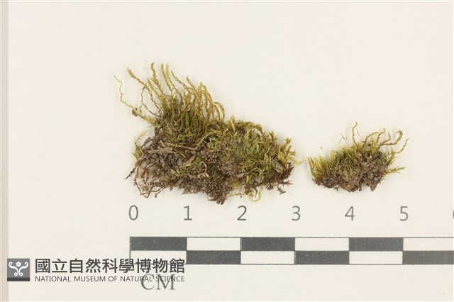 登錄號:B00016272藏品圖，第1張