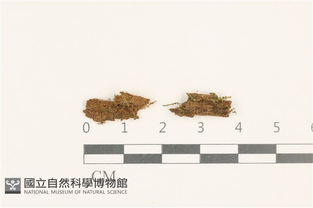 鈍葉護蒴苔藏品圖，第1張