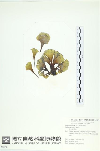 南方團扇藻藏品圖，第1張